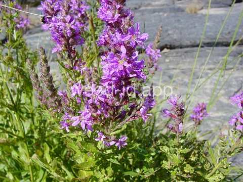 loosestrife, purple